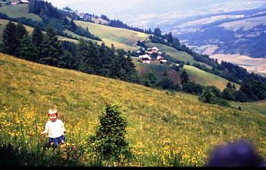 Die dichteste Bewaldung von Nadelnhölzern findet man u.a. in der Steiermark.